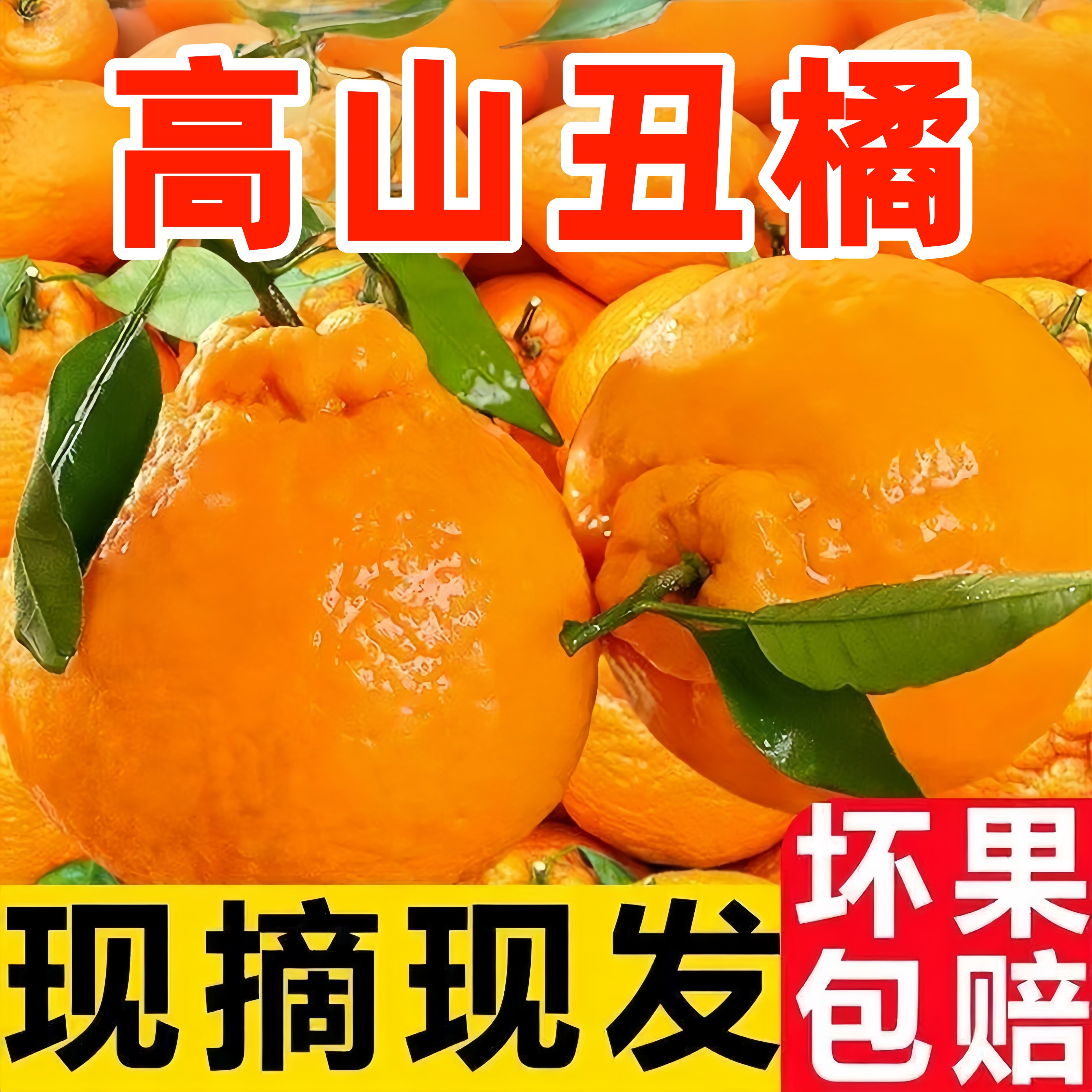 湖北高山丑橘当季新鲜丑八怪蜜桔现摘橘子耙耙时令水果柑橘整箱