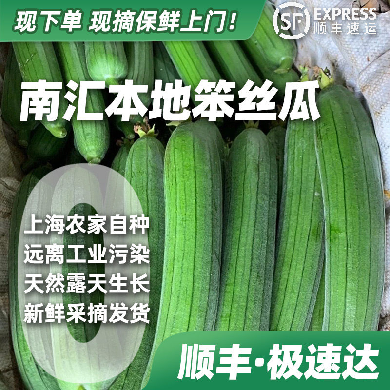 上海南汇农家油皮丝瓜新鲜现摘棒丝瓜短白玉油皮绿皮丝水瓜时令蔬