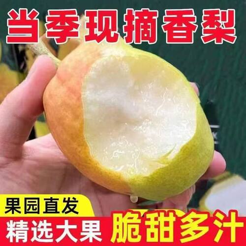 香梨7号新鲜采摘产地直发
