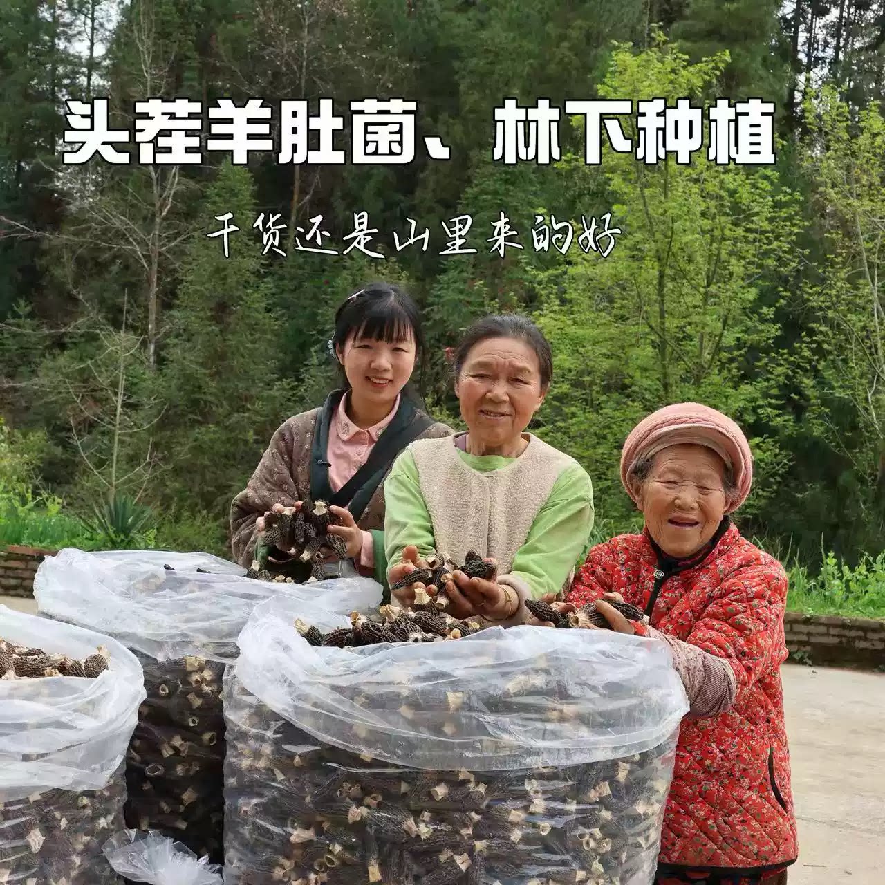 【燕麦行游】重庆石柱特产羊肚菌羊肚菌