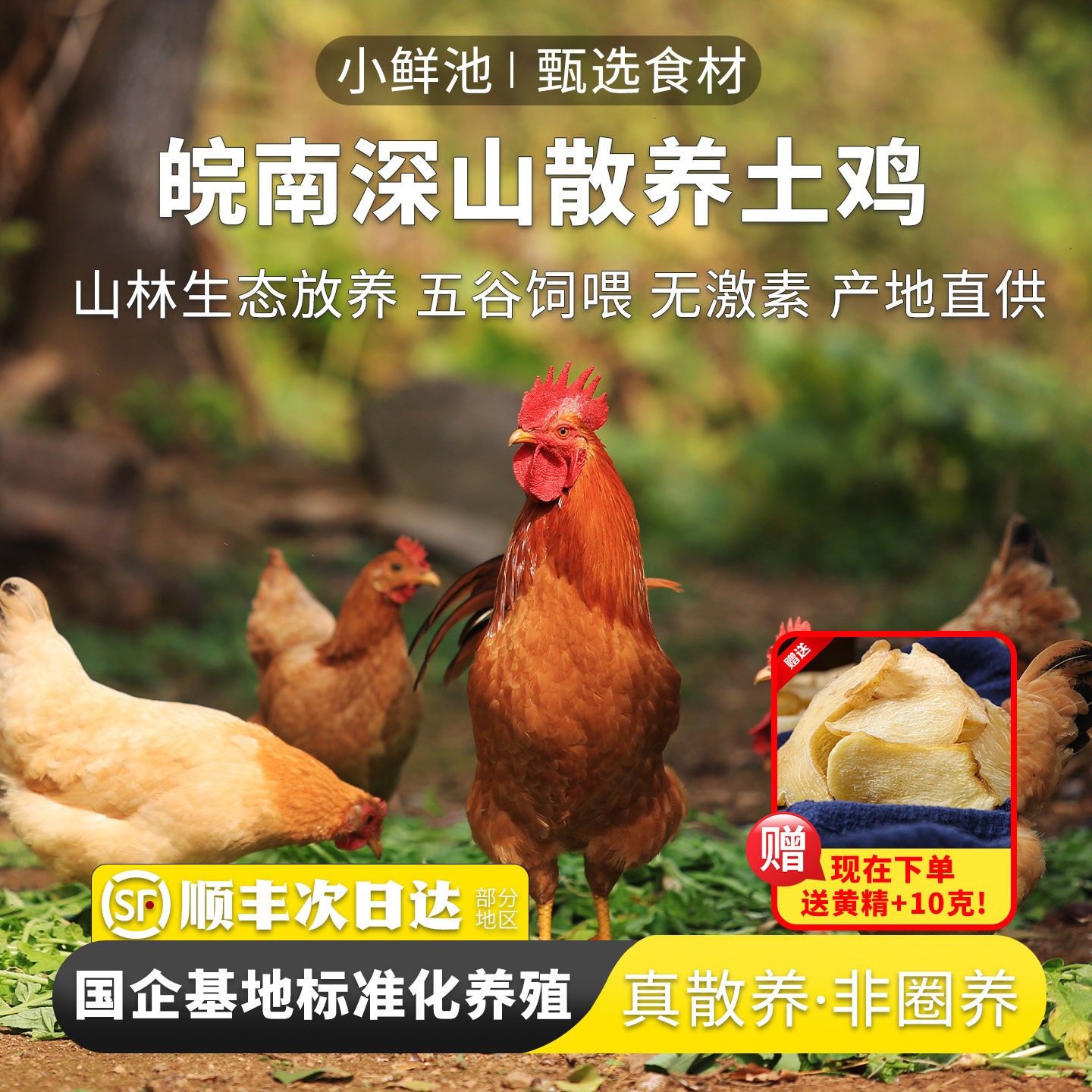 【2只老母鸡】土鸡正宗农家散养老母鸡走地鸡皖南深山整鸡真空装