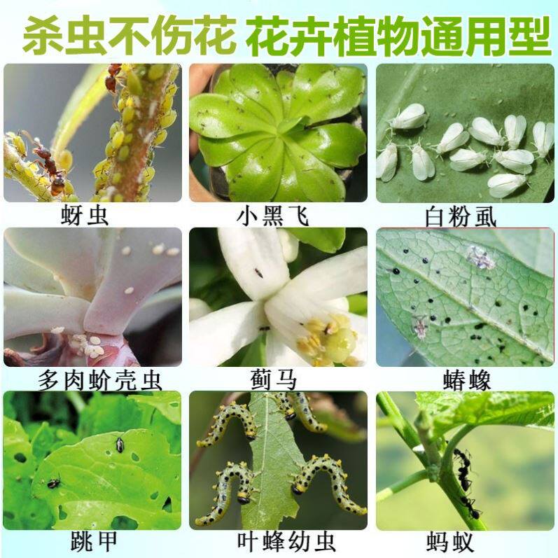 白粉虱月季花长虫子的药去花盆杀花草小黑虫海棠花除虫剂密虫药