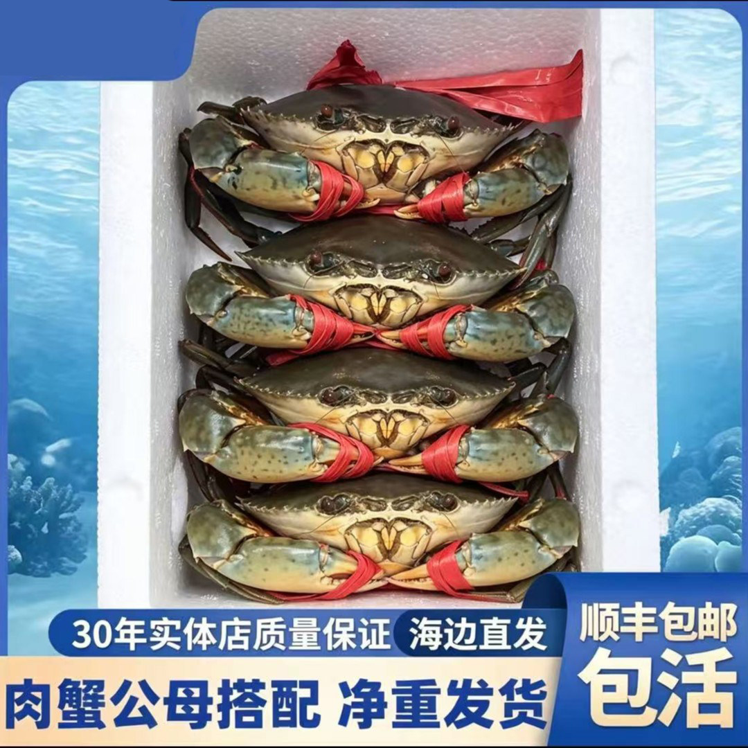 【青蟹菜鲟】福建精选鲜活青蟹海鲜肉蟹大母蟹公蟹死蟹包赔顺丰