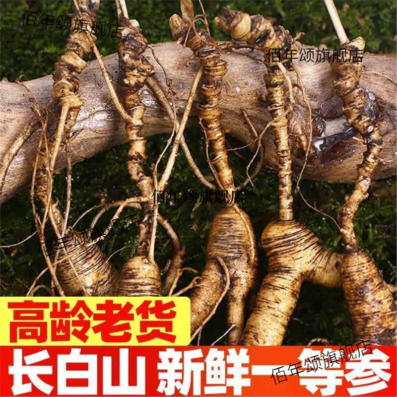通用林下籽货新鲜参长白山