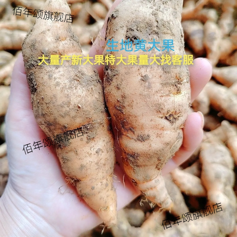 河南焦作原产地正宗鲜生地黄煲汤