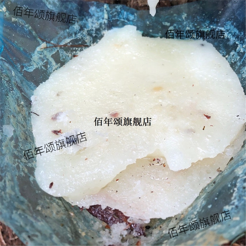 松树油马尾脂香新鲜深山采