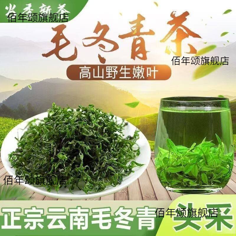 正品云南野生毛冬青特级嫩芽茶