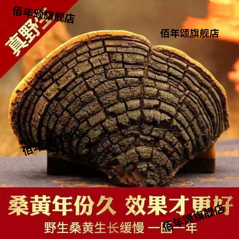 西藏波密野生特级桑黄