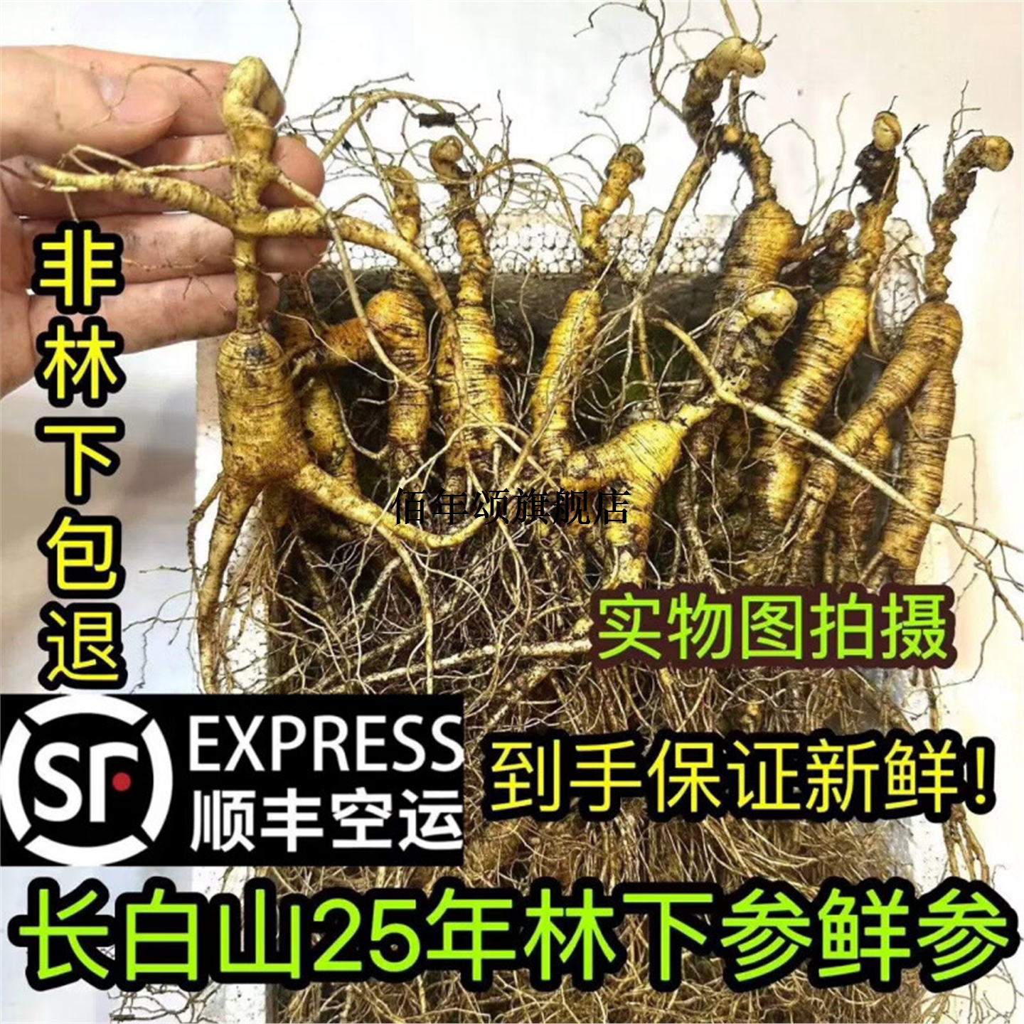 25年长白山林下参整支新鲜直发