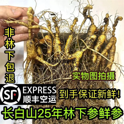 25年长白山林下参整支新鲜直发