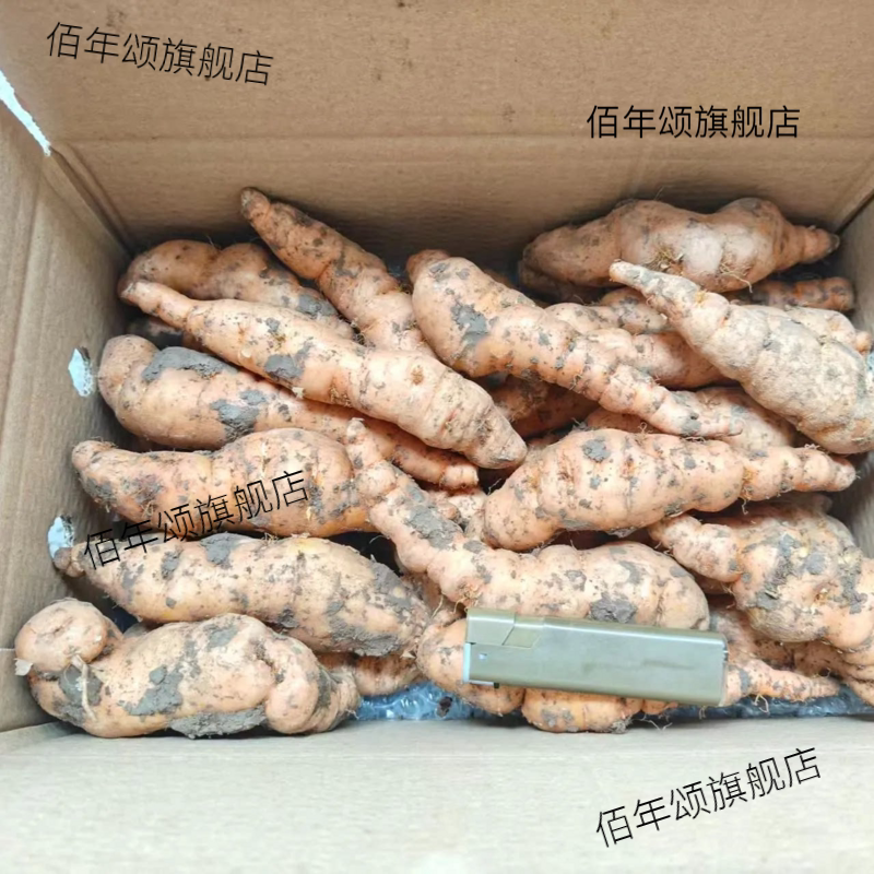 焦作正宗鲜生地黄500g现挖