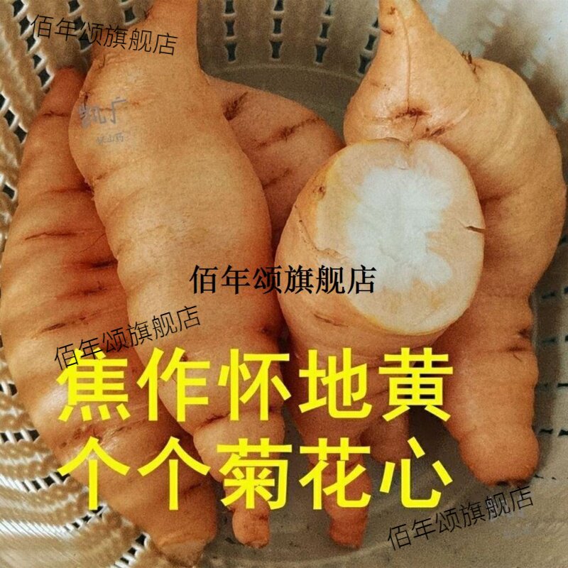 河南焦作正宗怀鲜地黄新生