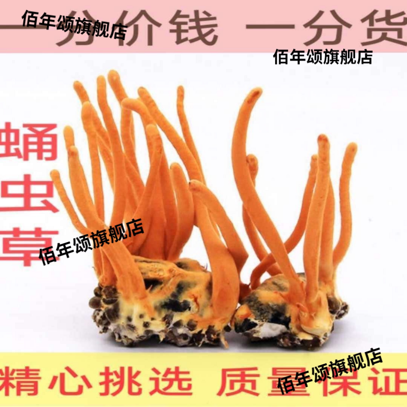 正宗蛹虫草金虫草花干货煲汤泡酒