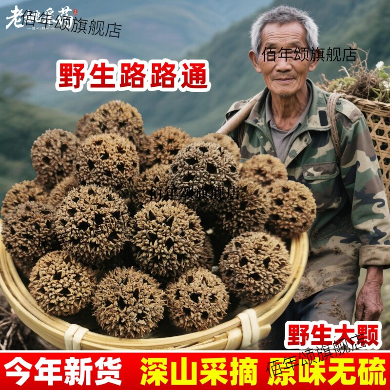 云南野生材路通枫球子树