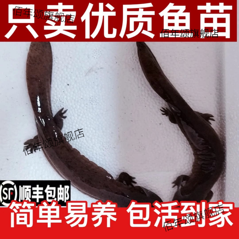 【大娃鱼苗】包活宠物淡水