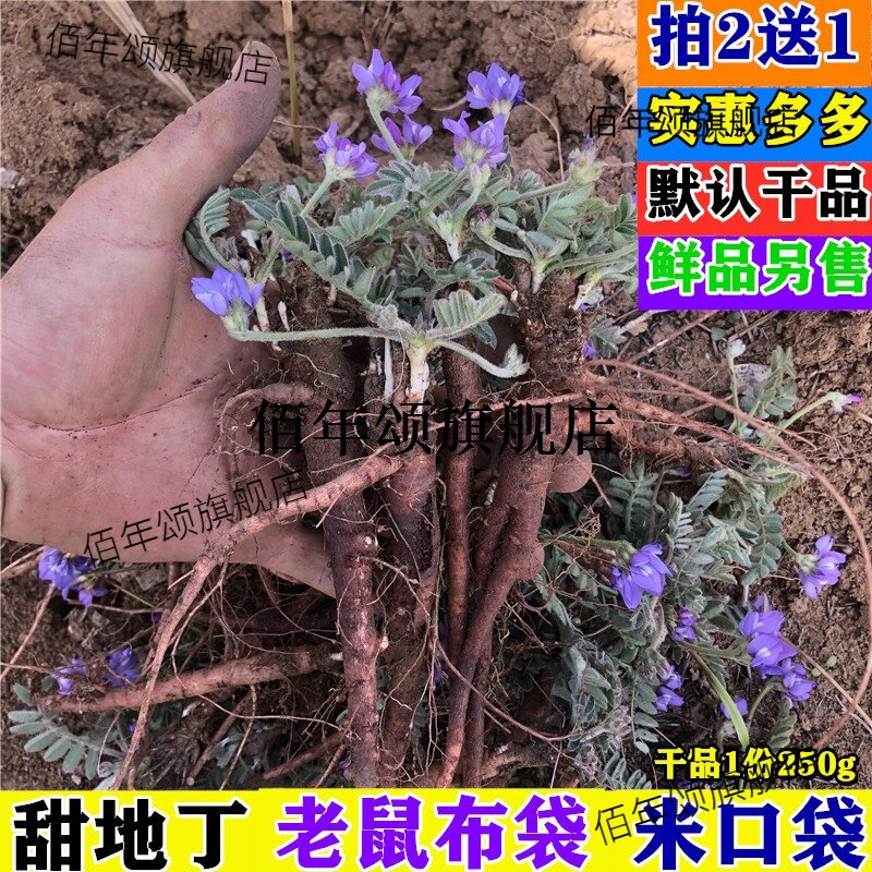 山东新鲜甜地丁紫花小米口
