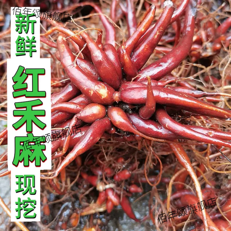 贵州野生中草药新鲜红活麻