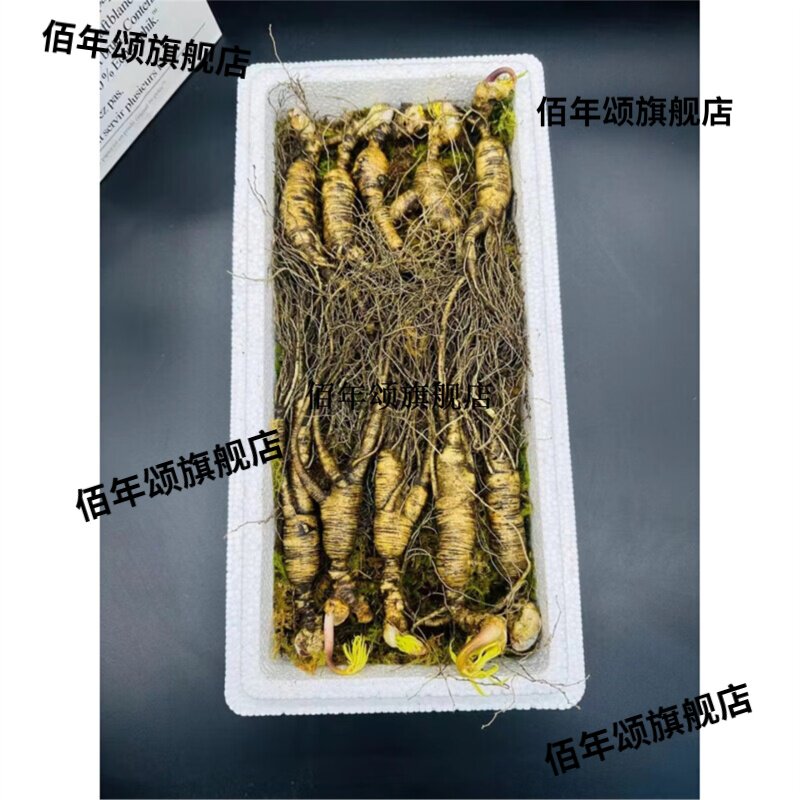 长白山林下鲜人参泡酒煲汤原料
