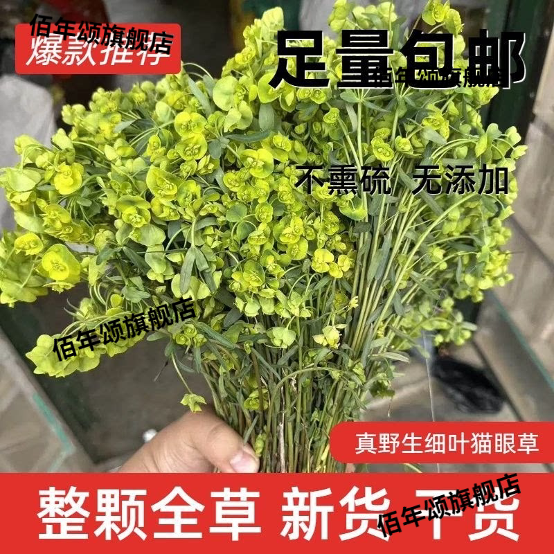 野生小叶猫眼草整株带根干货