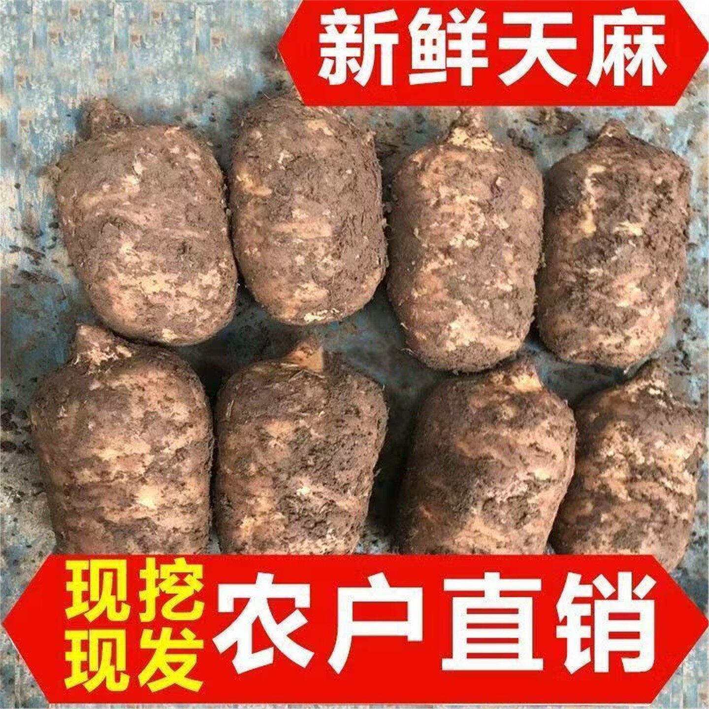昭通小草坝正宗现挖乌天麻