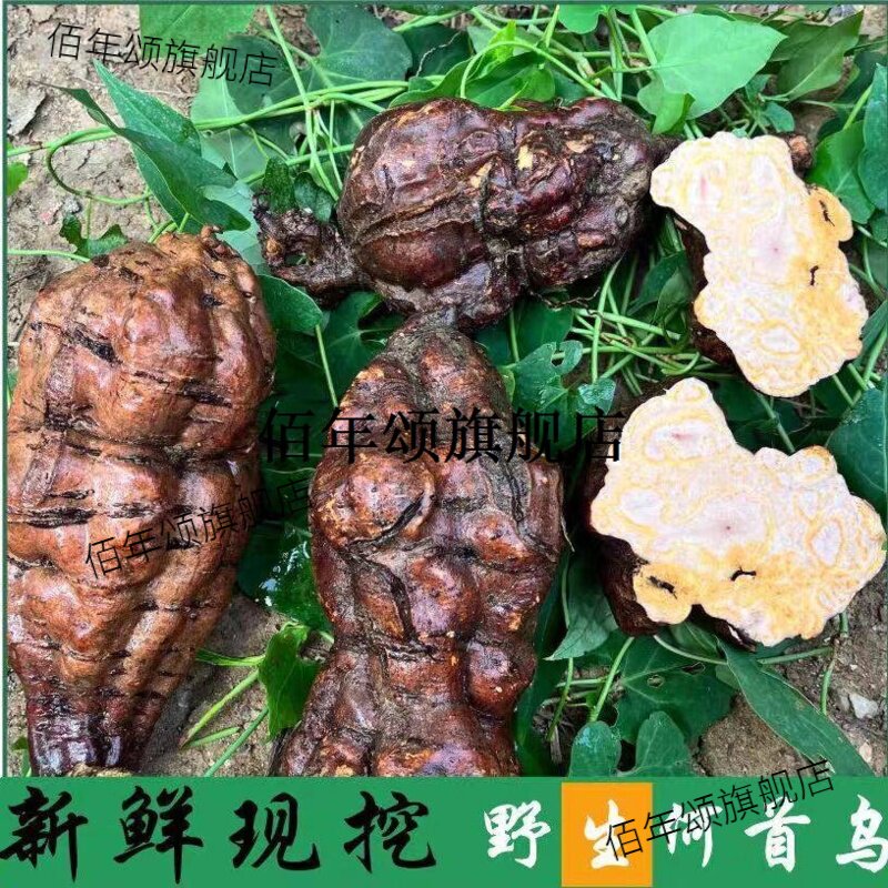 贵州深山何首乌新鲜整个自