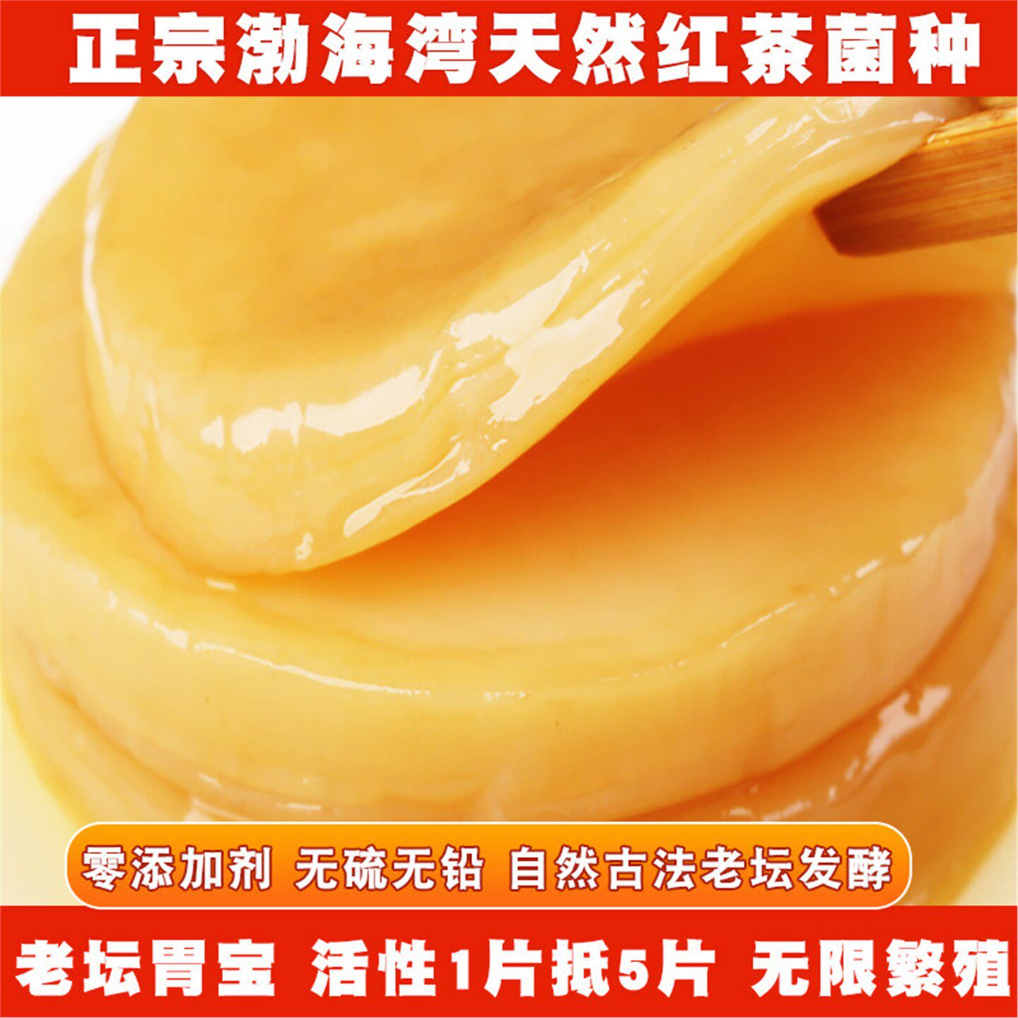 正宗红茶菌种传统老胃宝海