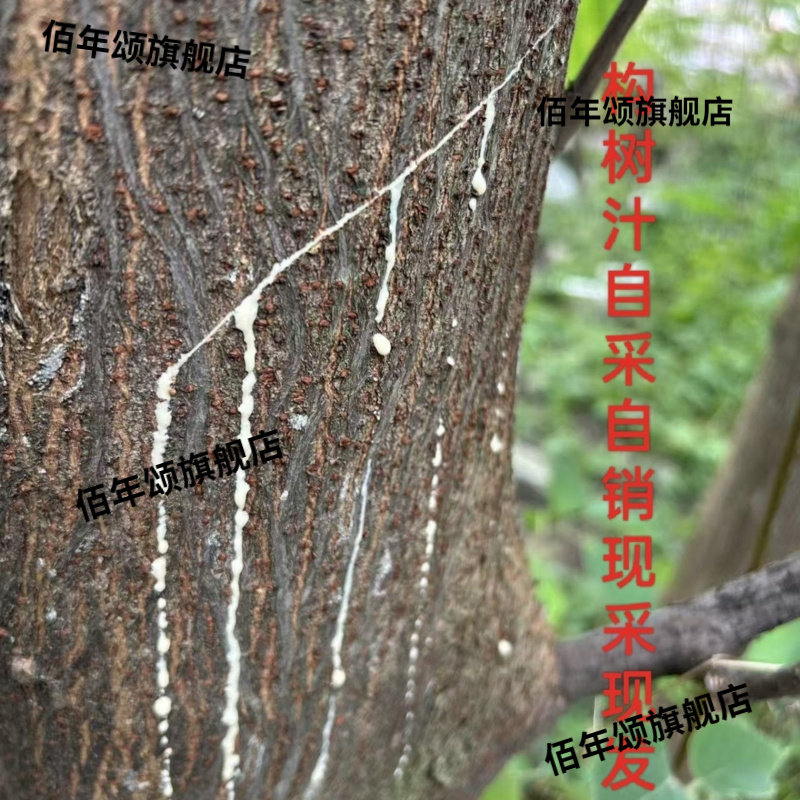 勾树汁液构乳树皮谷浆