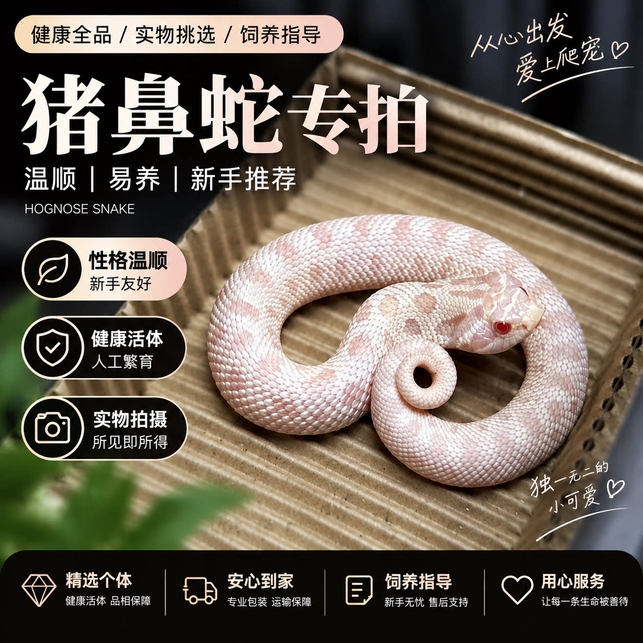 活体宠物蛇包邮包活玉米蛇黑王加州猪鼻健康全品饲养无忧温顺