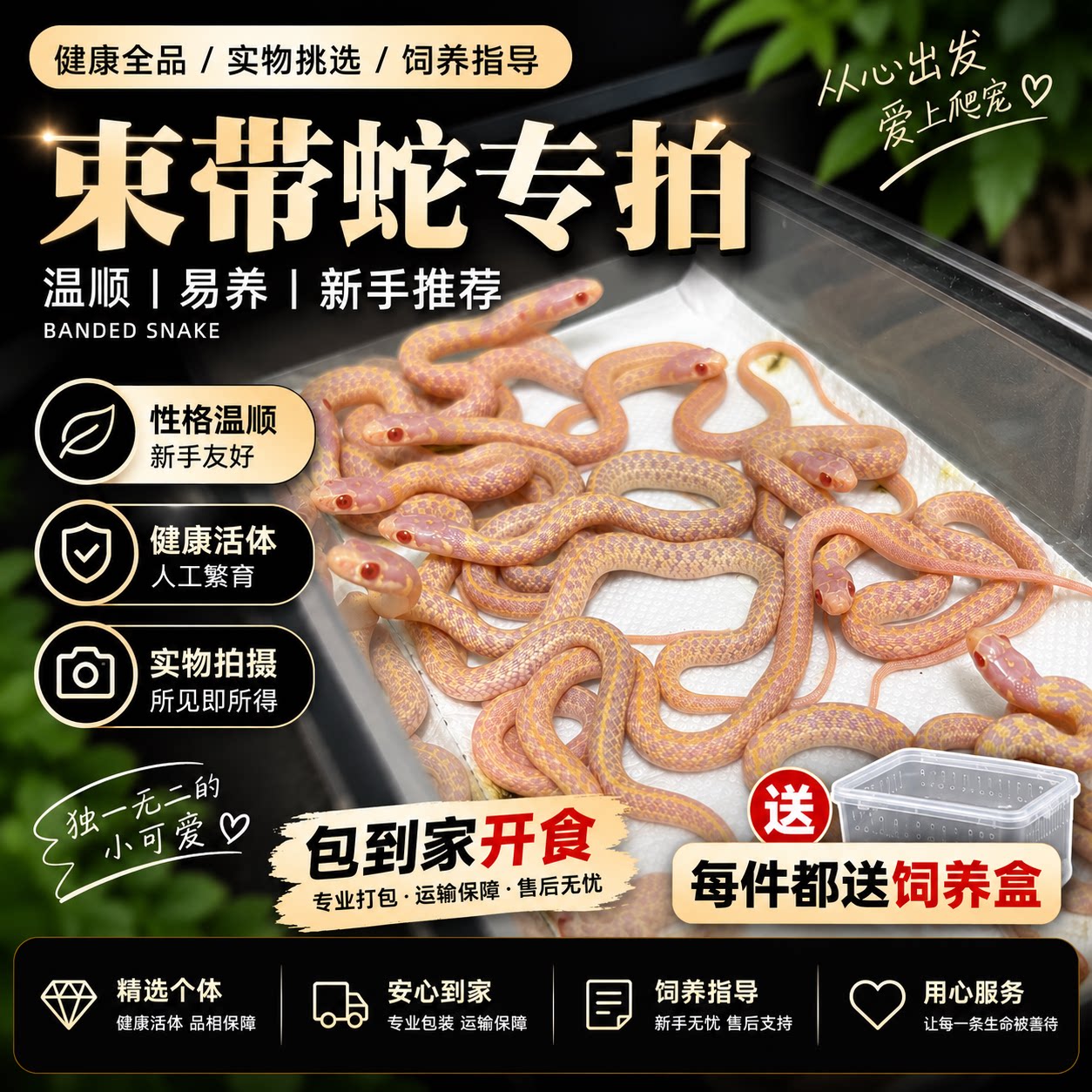 宠物玉米蛇活体猪鼻蛇黑王蛇束带蛇活体宠物蛇温顺无毒包货包健康