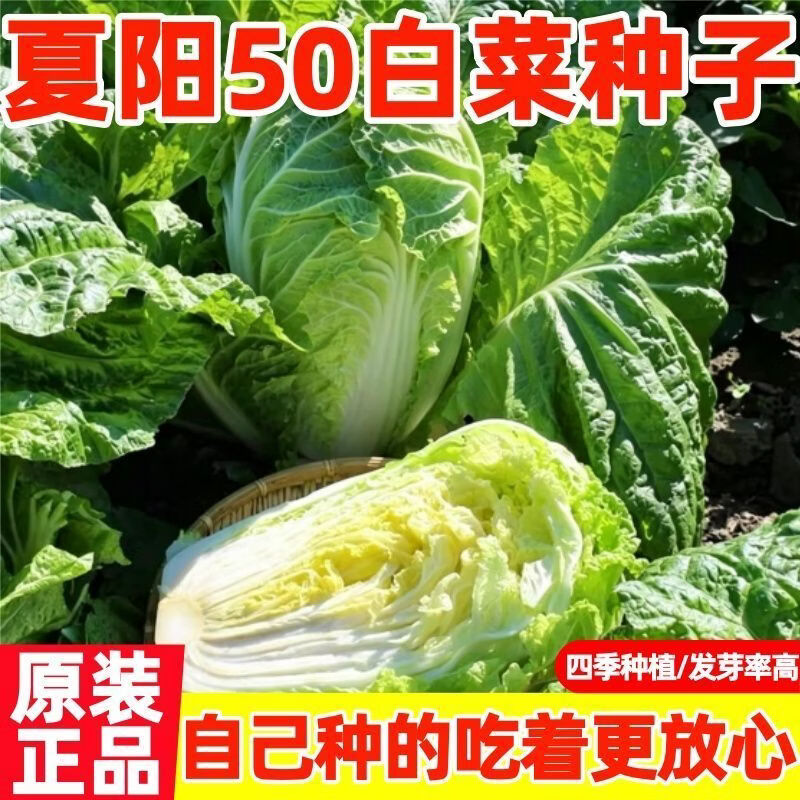 【耐热40度】夏播抗热白菜种子夏季大白菜夏阳白50天结球蔬菜种子