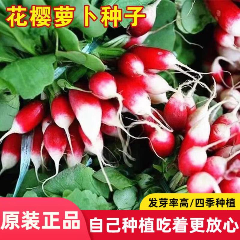 花樱水萝卜种子花皮甜脆红皮水萝卜种籽播春秋水果萝卜籽孑