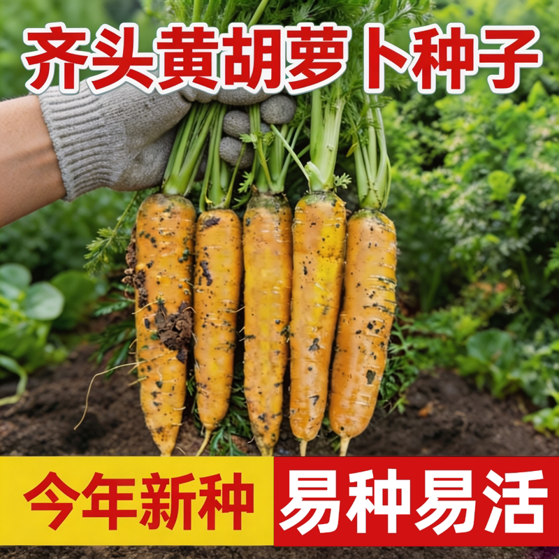 黄胡萝卜种子农家秋水果萝卜种籽蔬菜种孑大全