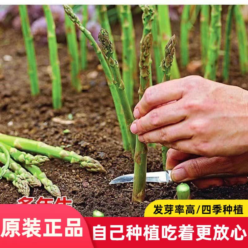 绿芦笋种籽芦笋种子种植蔬菜抗热耐寒营养蔬菜种子