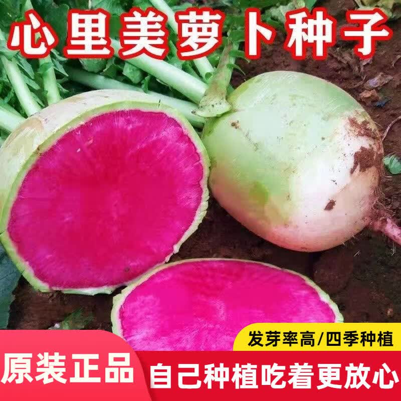 心里美萝卜种子满堂红水果红心秋季红肉萝卜籽种籽蔬菜种孑冬