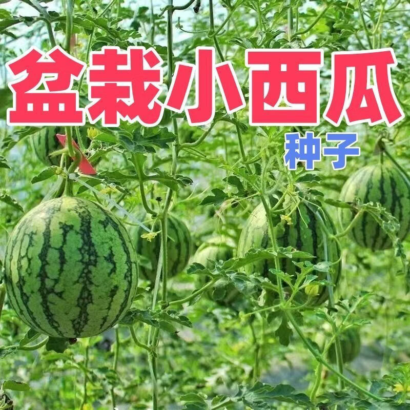 超甜蜂蜜小西瓜种子红玉无籽小西瓜四季种植阳台庭院盆栽西瓜