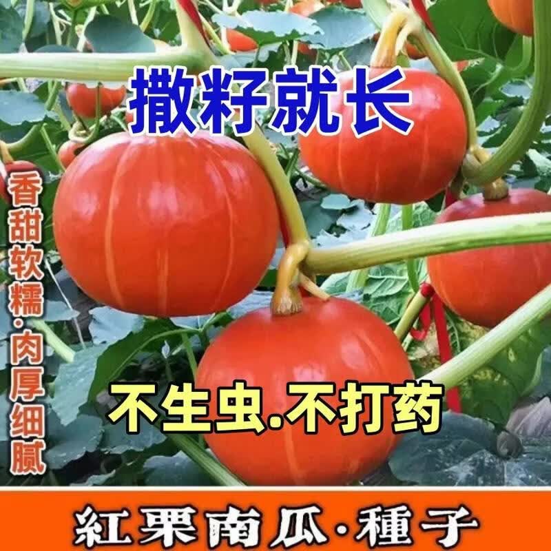 红甜栗南瓜种子高产红蜜贝贝板栗南瓜种籽春秋季农家庭院蔬菜种孑