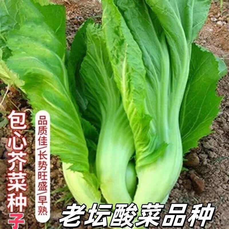 大肉包心芥菜种籽腌制酸菜大芥菜种子高产早熟阳台盆栽蔬菜种