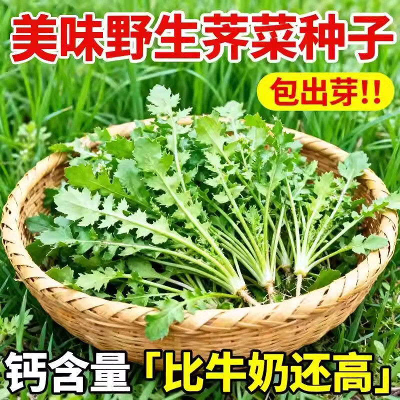 正宗野生荠菜种子野菜荠菜籽清香鲜嫩阳台四季播盆栽特色蔬菜种子