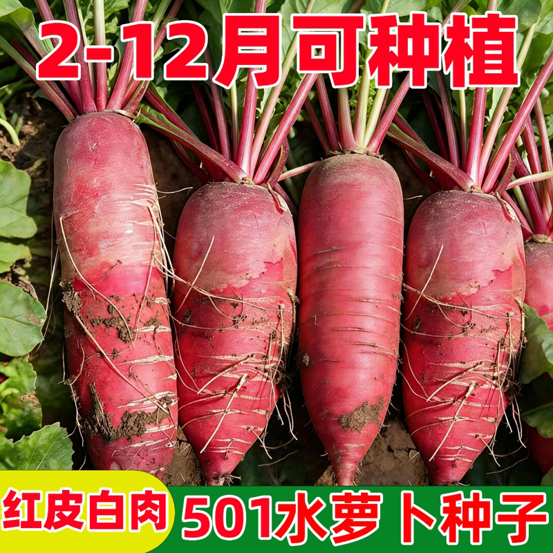 老不糠501水萝卜种子春秋种农家庭院蔬菜种孑红皮水萝卜种籽