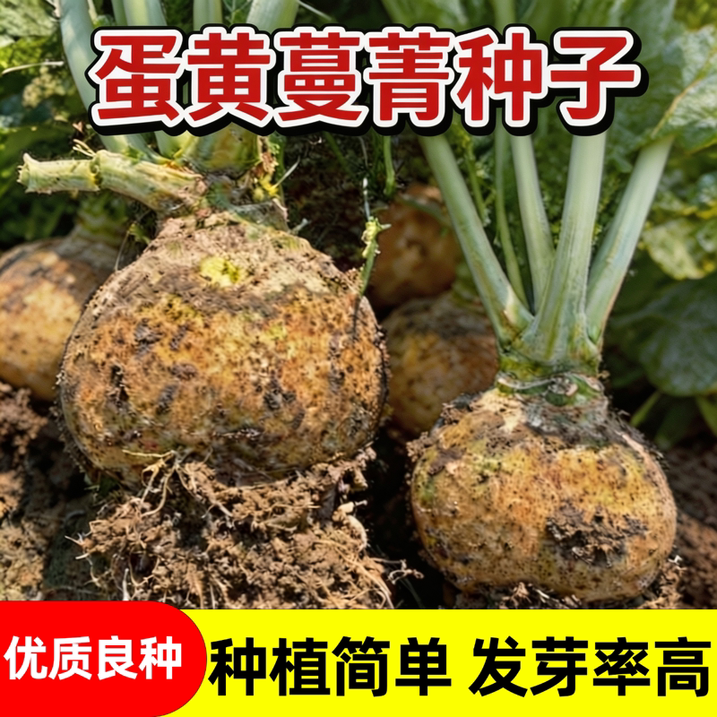 蛋黄蔓菁种子秋季播恰玛古大头菜布留克抗耐热肉黄色蔬菜种子