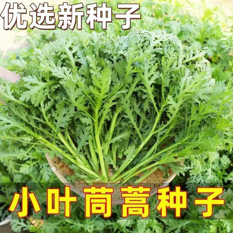 小叶茼蒿种子大全农家茼蒿种籽菜籽四季皇帝菜种籽青菜蔬菜新种孑