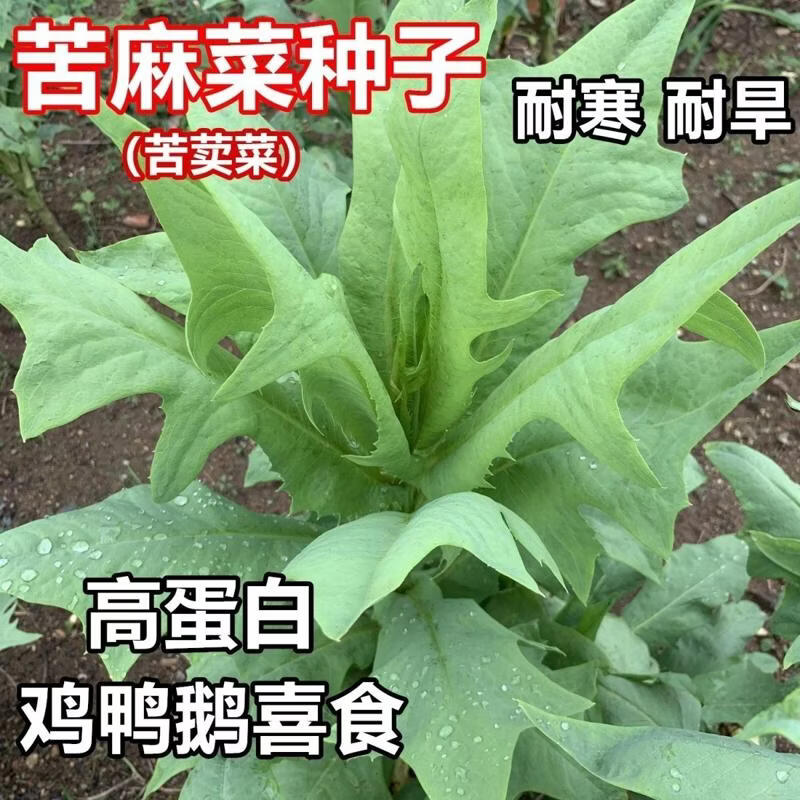 苦麻菜苦荬菜种子多年生牧草籽喂猪牛羊鸡鸭鹅苦麦菜高州甜麦菜苗