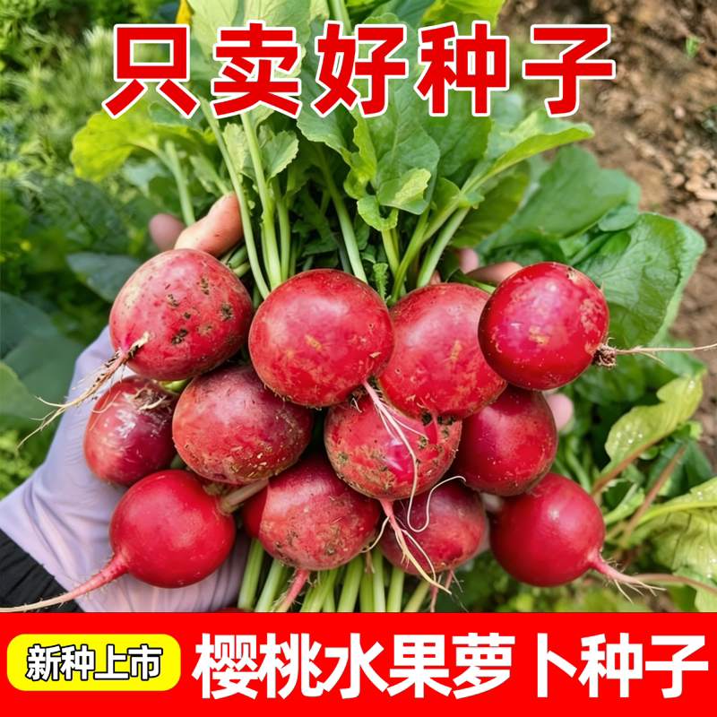 樱桃萝卜种子小红水萝卜水果萝卜种籽阳台盆栽庭院菜园易种植