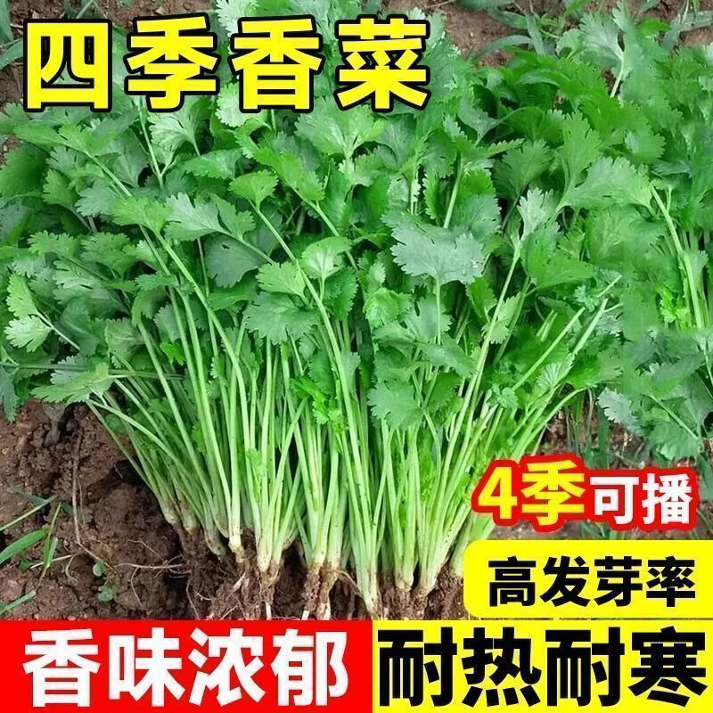 易发芽四季大叶香菜种子香菜籽耐热四季阳台室内盆栽种籽蔬菜种子
