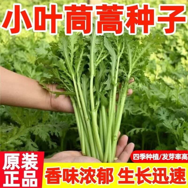 小叶茼蒿菜种子皇帝菜光杆茼蒿种子青菜蔬菜种子农家茼蒿菜种子