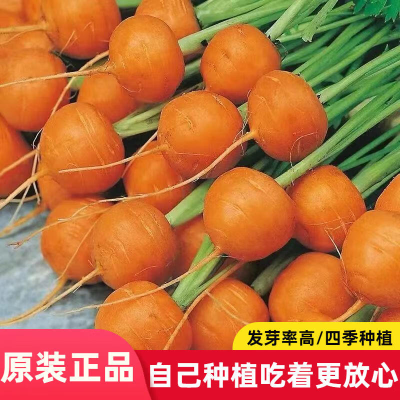 小蜜丸水果胡萝卜种子甜脆小菜园胡萝卜籽阳台盆栽种子