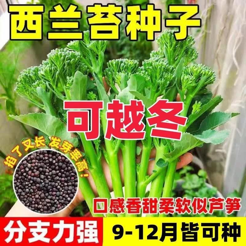 新种西兰苔种子绿西兰苔四季西洋芥兰庭院田园种植蔬菜苔种子