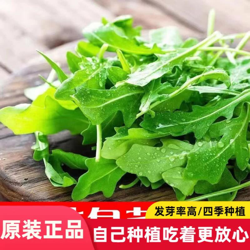 臭菜种子芝麻菜美味东北臭菜种子多季播种美味臭菜种子