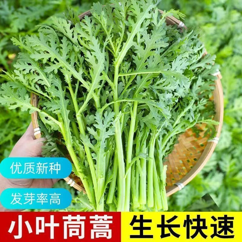 小叶茼蒿种子大全农家茼蒿种籽菜籽四季皇帝菜种籽青菜蔬菜新种孑