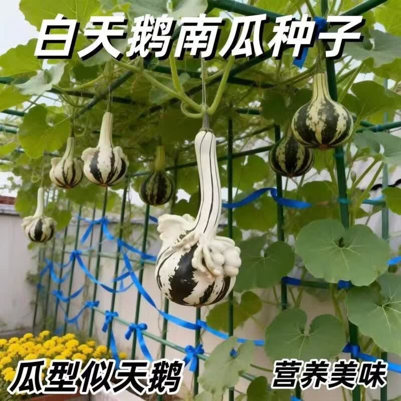 白天鹅南瓜种子瓜型独特天鹅葫芦瓜籽特色玩具小南瓜蔬菜庭院观赏